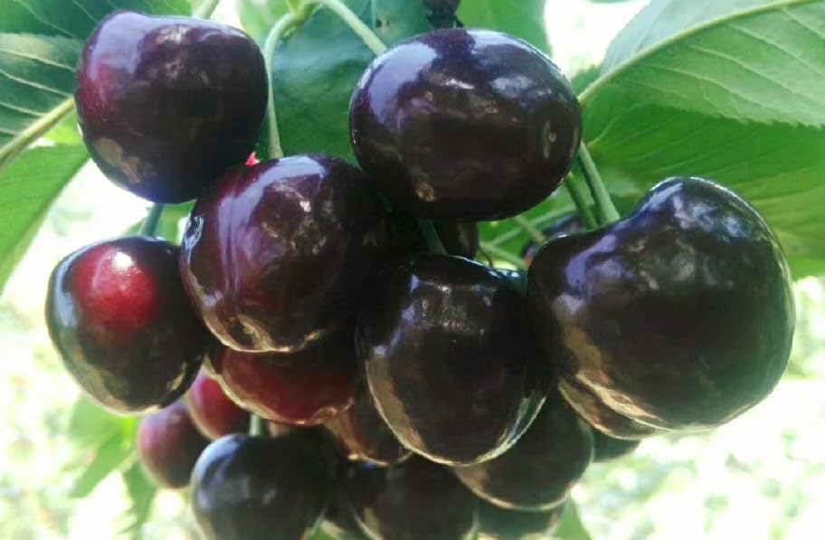 50 Black Cherry Seeds Prunus Serotina Dwarf Cherry Tree - Image 8