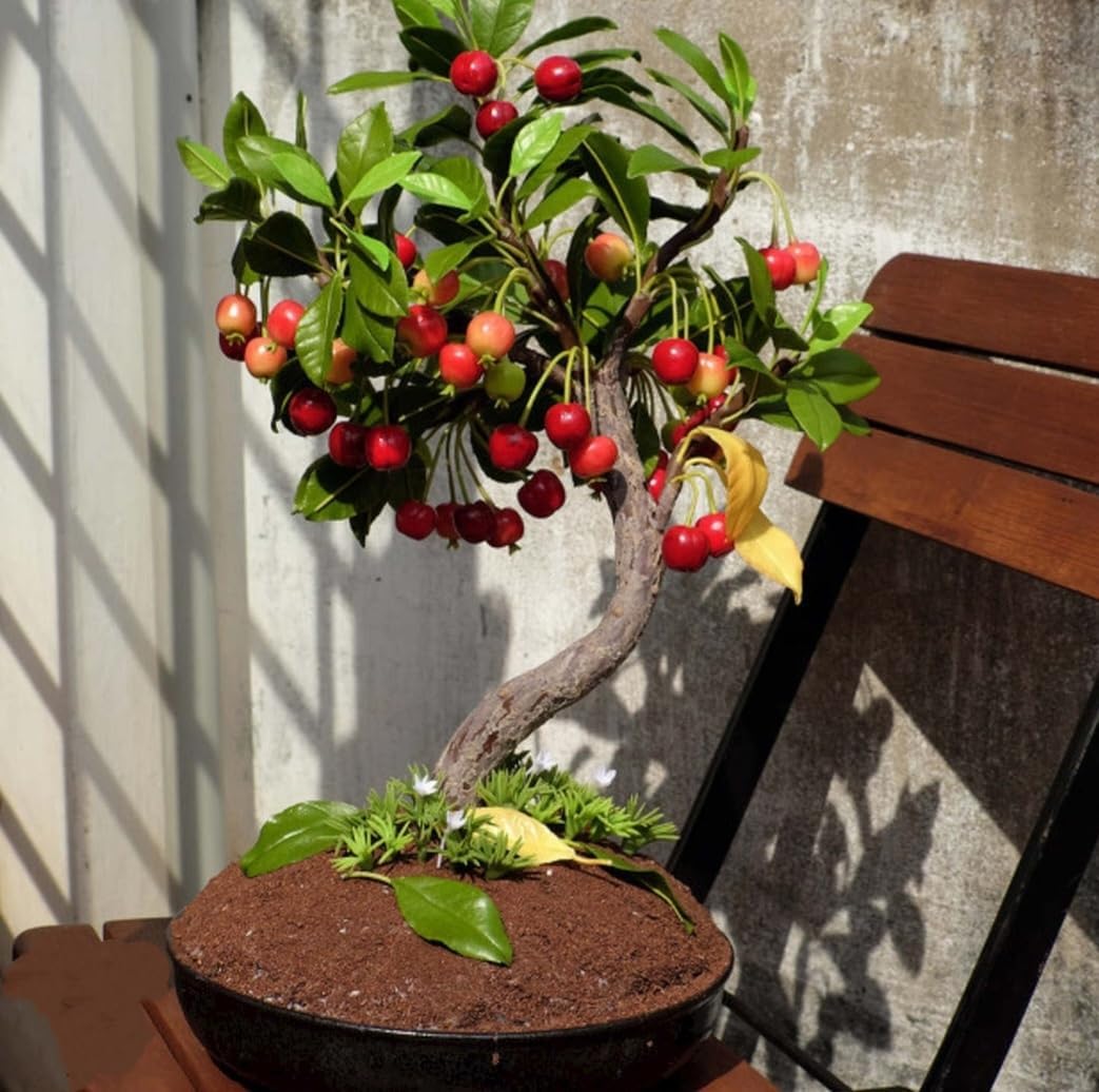 50 Black Cherry Seeds Prunus Serotina Dwarf Cherry Tree - Image 2