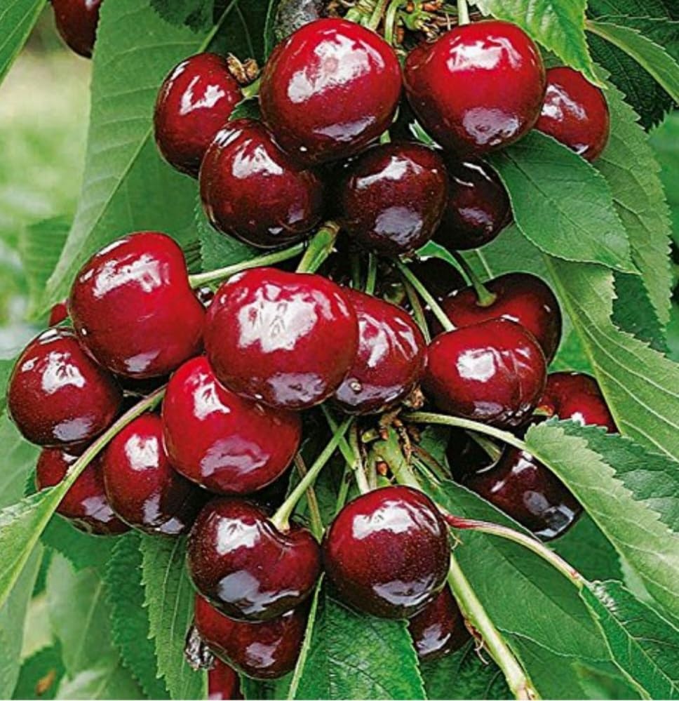 50 Black Cherry Seeds Prunus Serotina Dwarf Cherry Tree - Image 4