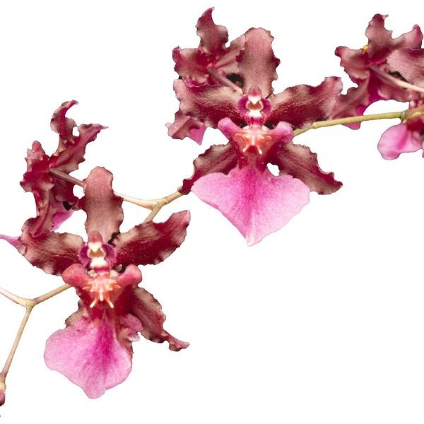 Oncidium Sharry Baby - Chocolate Fragrance Very Popular, Easy to Grow and Bloom (NOT in-Bud/Bloom When Shipped)