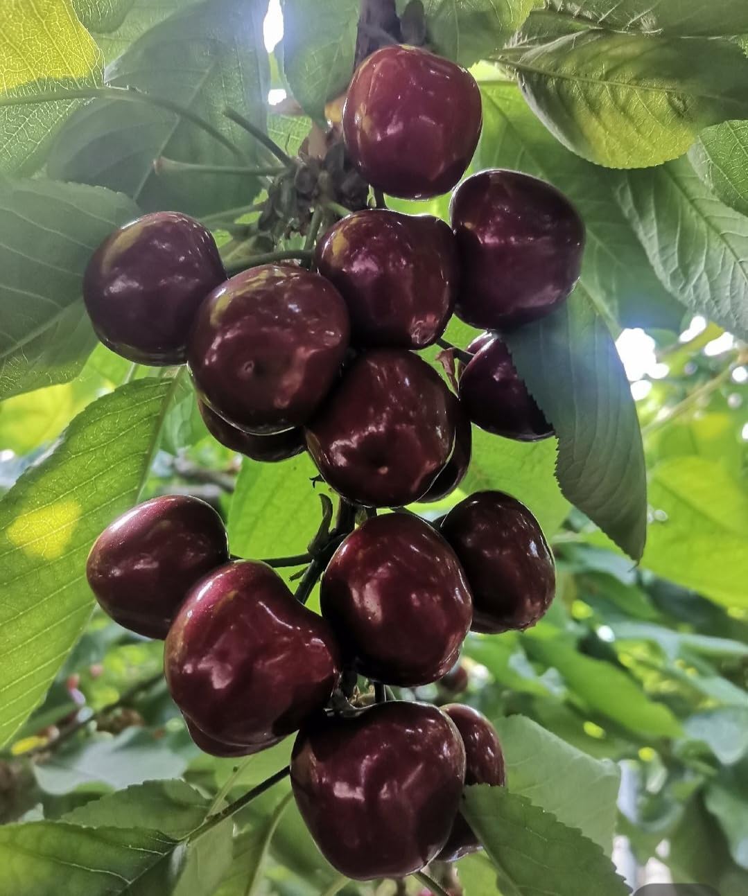 50 Black Cherry Seeds Prunus Serotina Dwarf Cherry Tree - Image 6