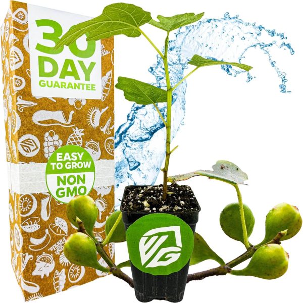 Fignomenal Dwarf Fig Live Plant - Ficus carica - Wellspring Gardens Starter Potted Plant for Indoor and Outdoor Home Decor, Gift Essential for House
